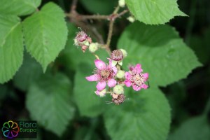 rubus sprengelii bewerkt